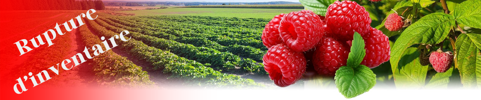 framboise-Rupture inventaire